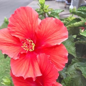 Meet your Posher, Malia